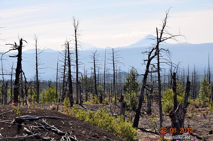 Dead Forest In Kamchatka Kamchatkaland