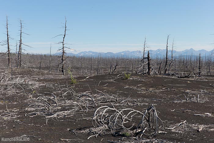 Dead forest in Kamchatka