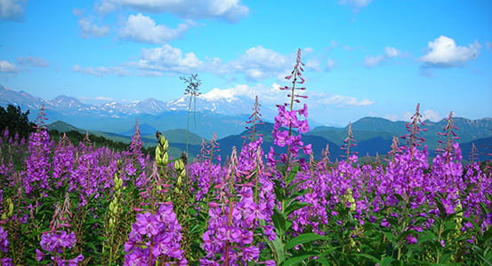 Kamchatka in July.