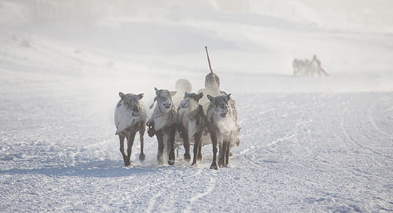 Tours to Kamchatka in January.