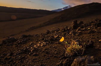 flowers at sunset