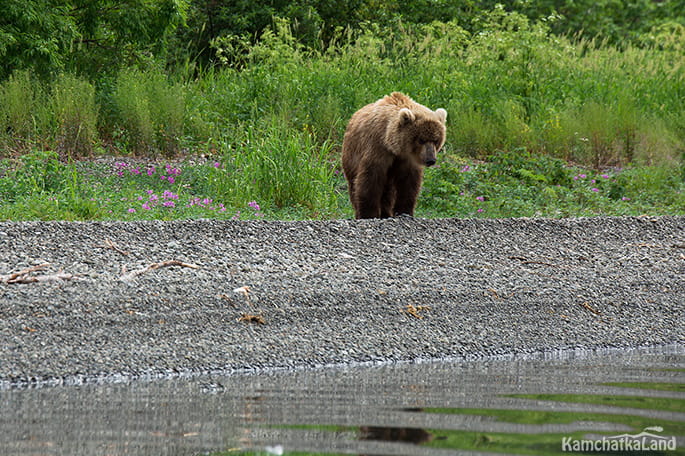 Lake Azhabachye bears.