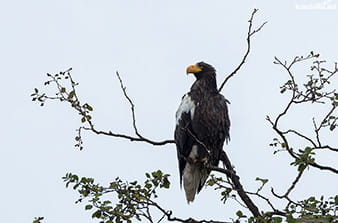 Steller's sea eagle of Kamchatka