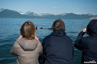 photographing a herd of orcas