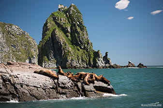 Steller sea lions relaxing on the rocks