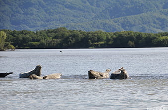 spotted seals