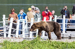 observation of the fauna of the Kamchatka region