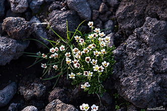 blossoms among the rocks