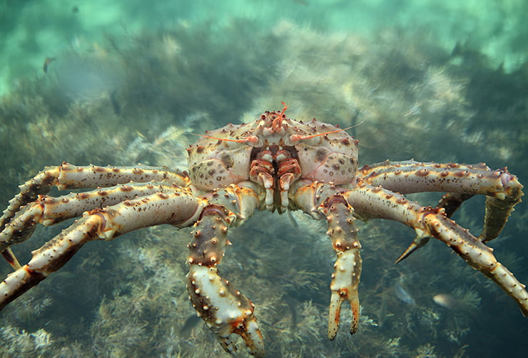 Crab safari