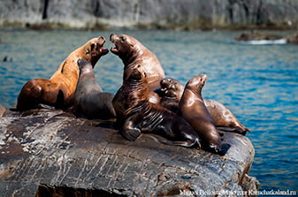 sea lions