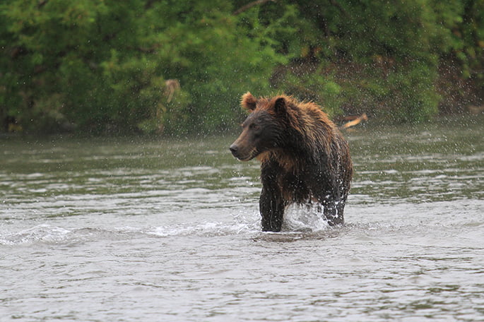 bear sighting