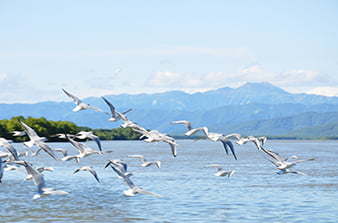 bird flock