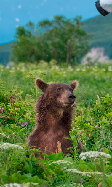 Summer in Kamchatka tour