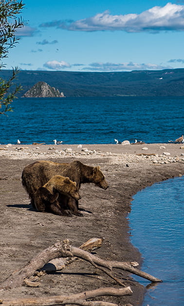 Kamchatka bears tour