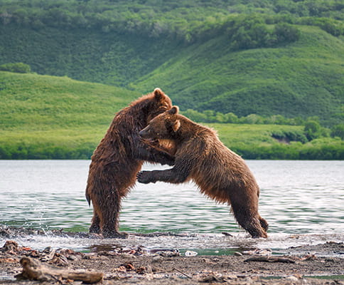 Kamchatka bears tour