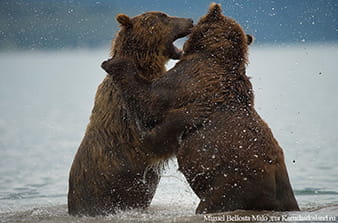 Bears on the shore of Kuril Lake