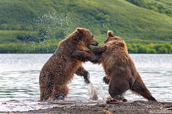 bear mating