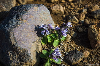 mountain flowers