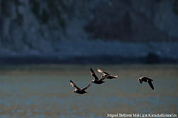 flock of murrelet in Russkaya Bay