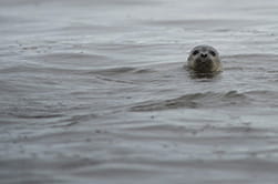 curious seal