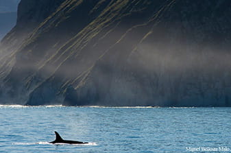 orcas in Russkaya Bay