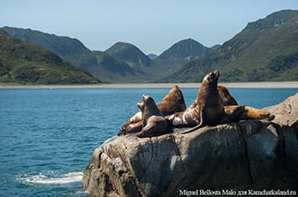 Steller sea lions rookery