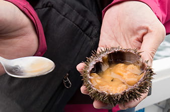 sea urchin caviar