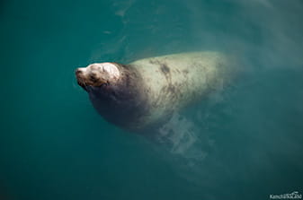 sea lions on Mokhovaya