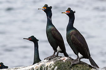 Red-faced cormorants