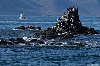 boat trip to Starichkov Island