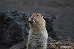 gopher at the volcano