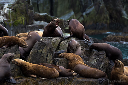 Steller sea lion haulout