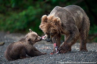 Bear family