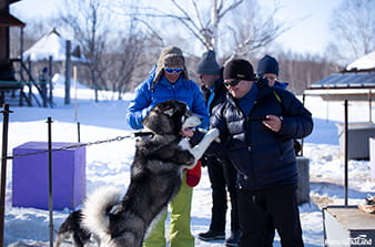 sled dogs