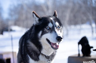 Tour to Kamchatka in spring