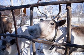 Reindeer in Kamchatka